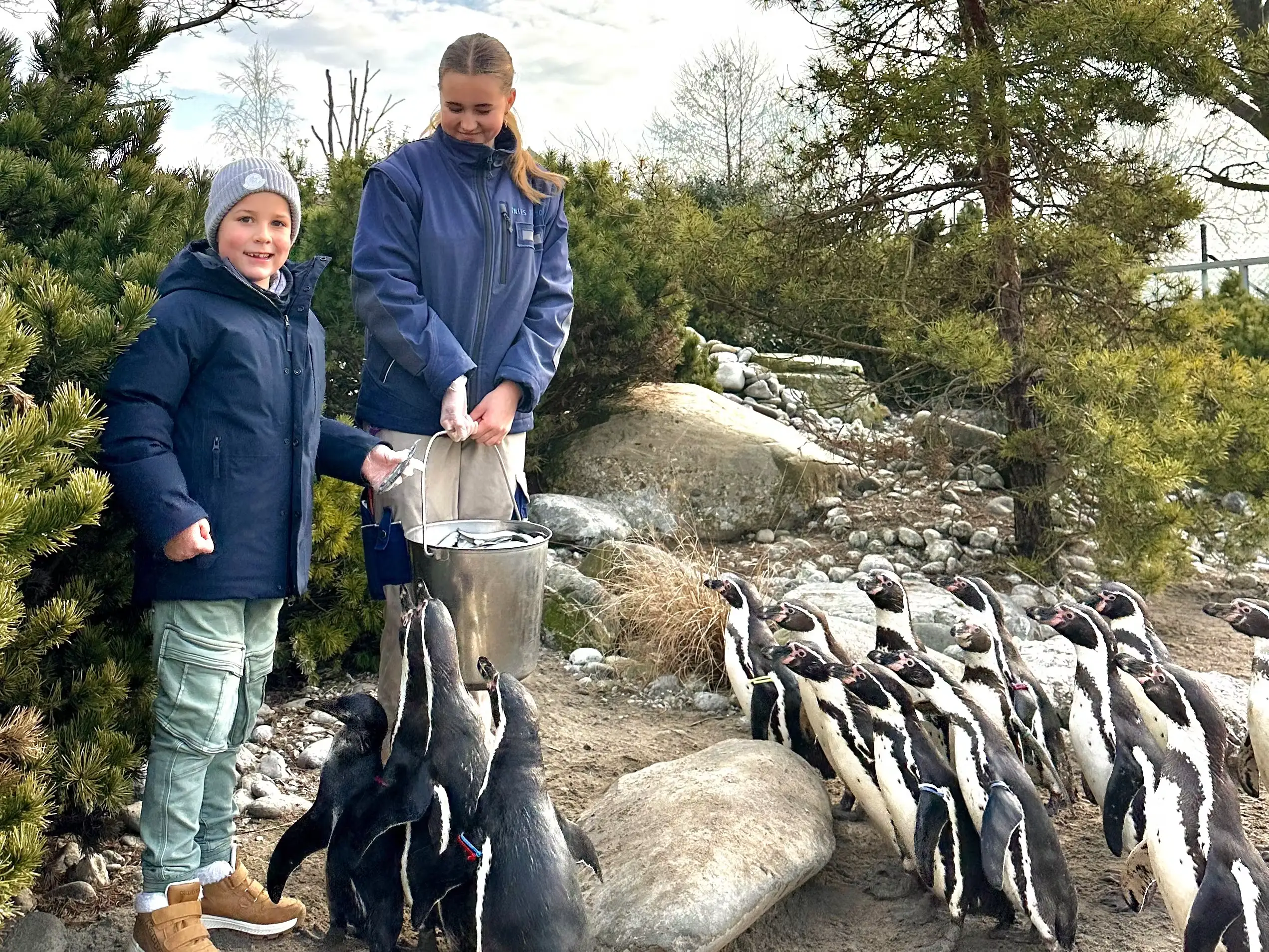 fuetterung pinguine