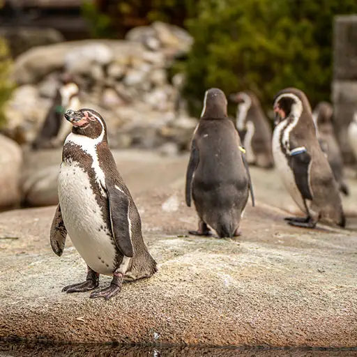 humboldt pinguine