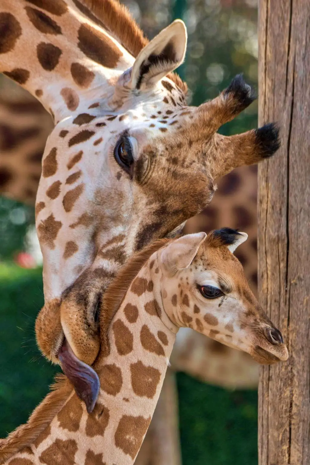 Giraffen Spezial