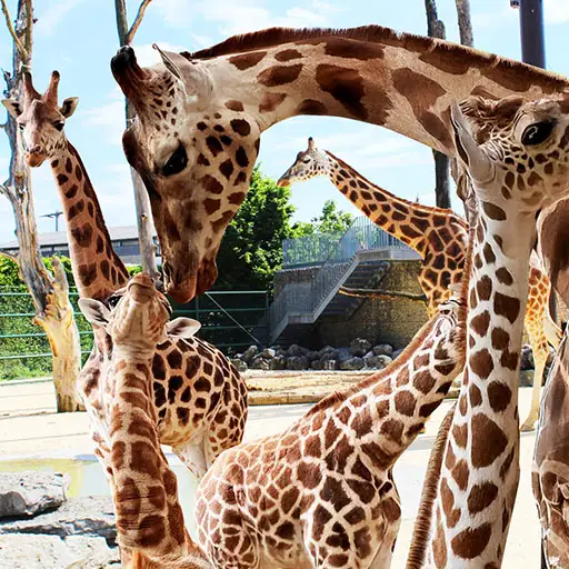 Giraffe